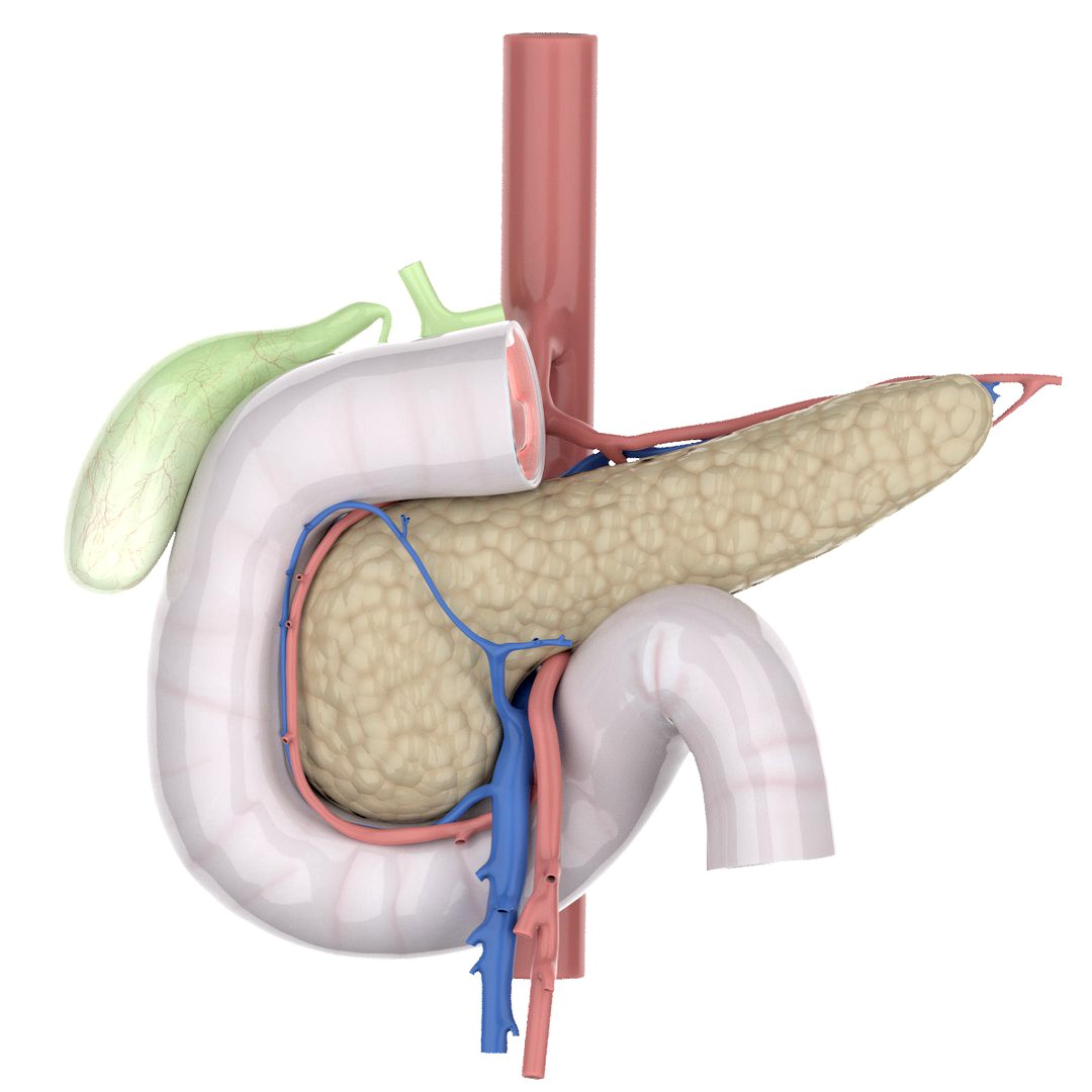 Anatomical model of human pancreas