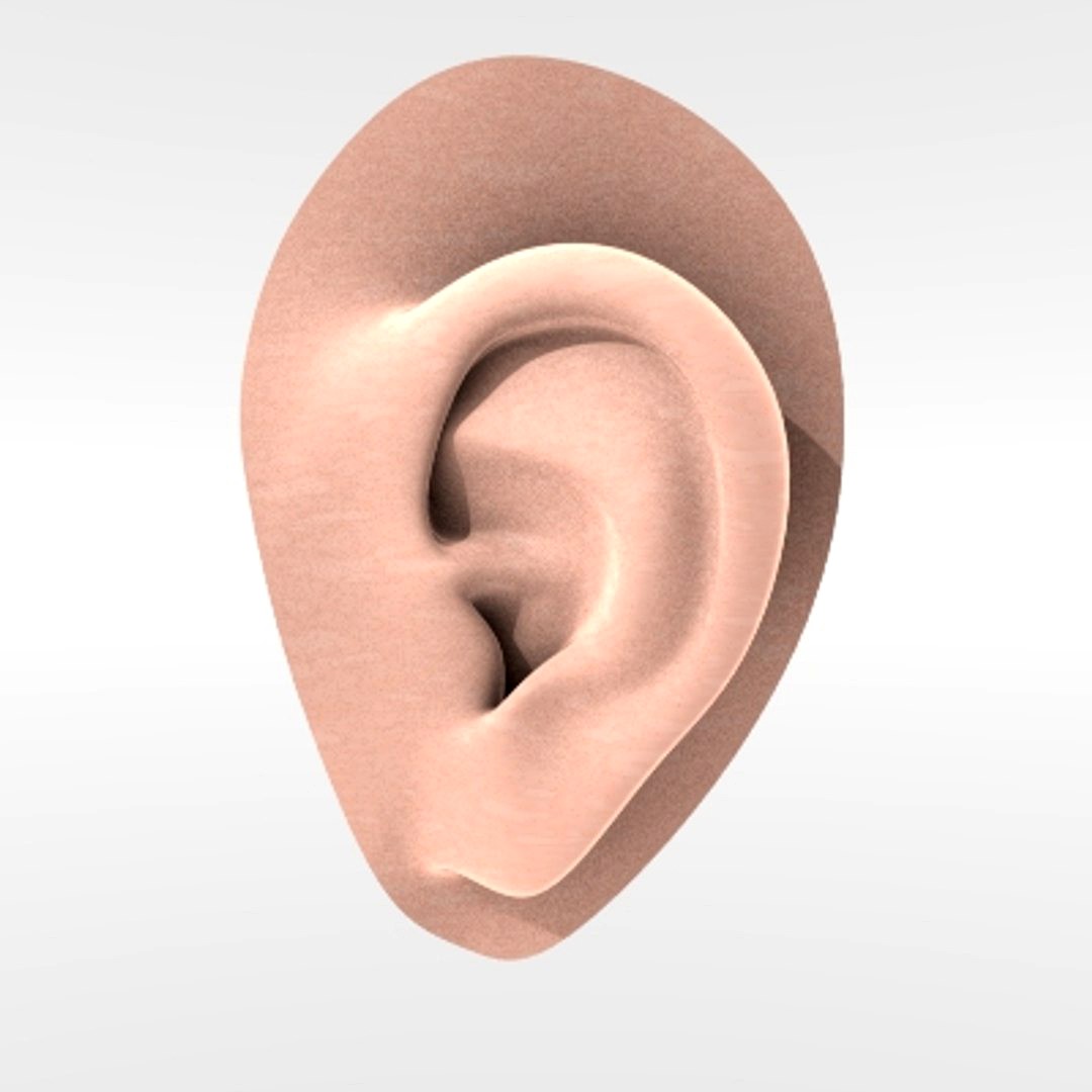 Ear