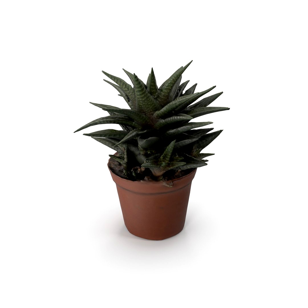 Aloe Succulent 02 - 4K Textures