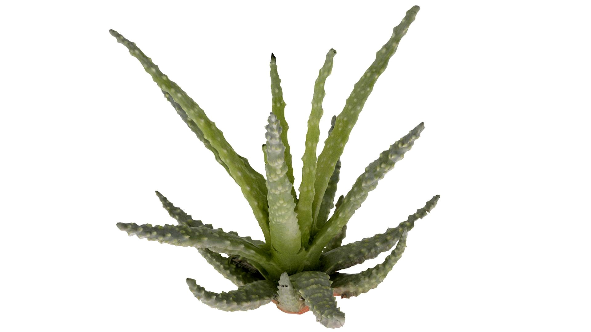 Aloe