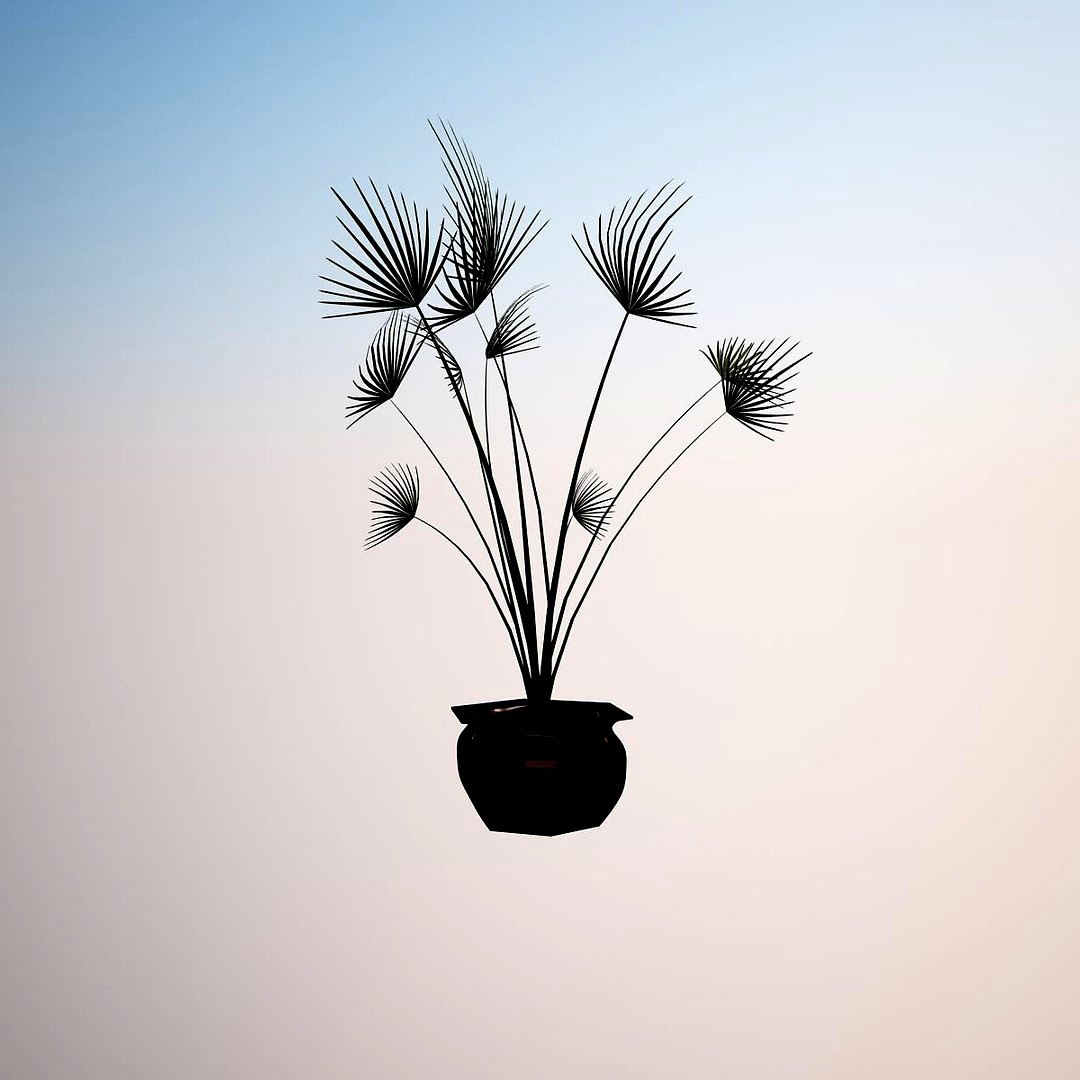 Plant Washingtonia Filifera