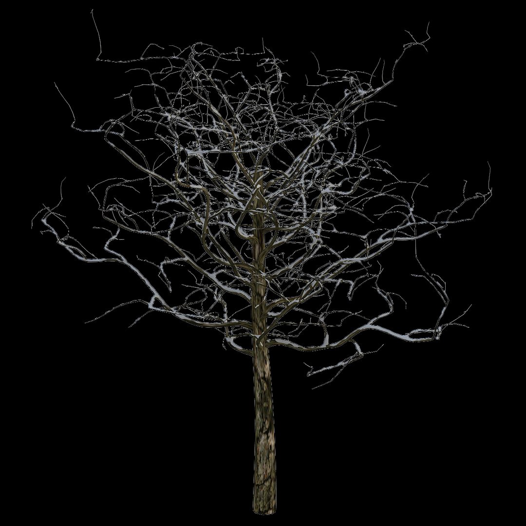 Tree 2 branches with the snow