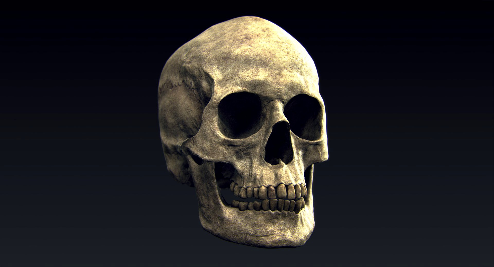 Human Skull (Lowpoly&Highpoly)