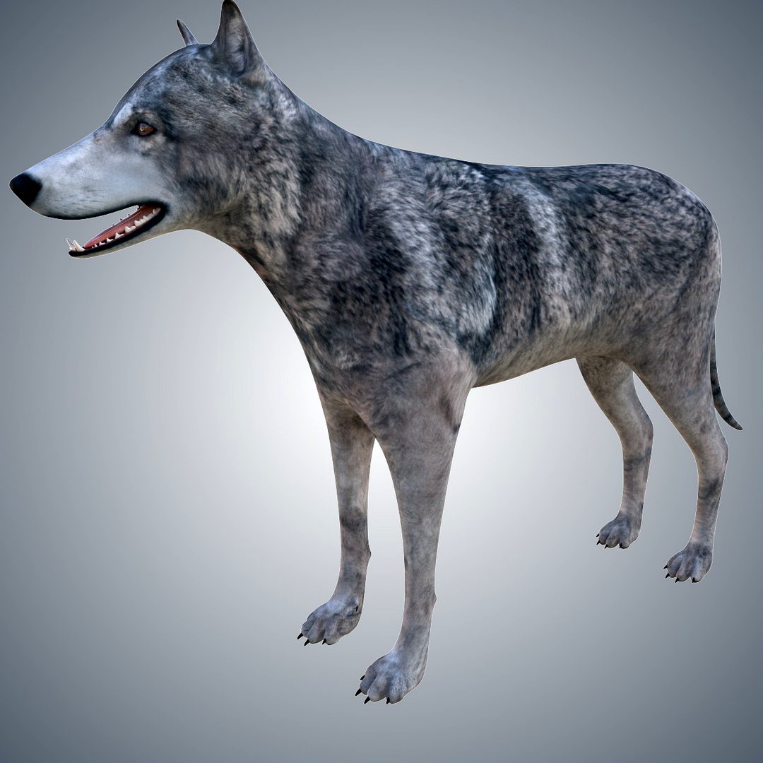 Wolf
