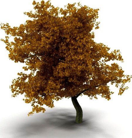 Broadleaf maple yellow 3D Model