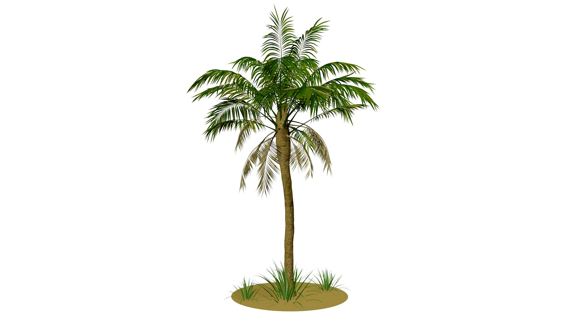 Palm tree