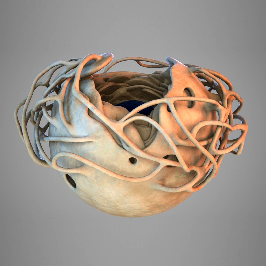 Cell nucleus