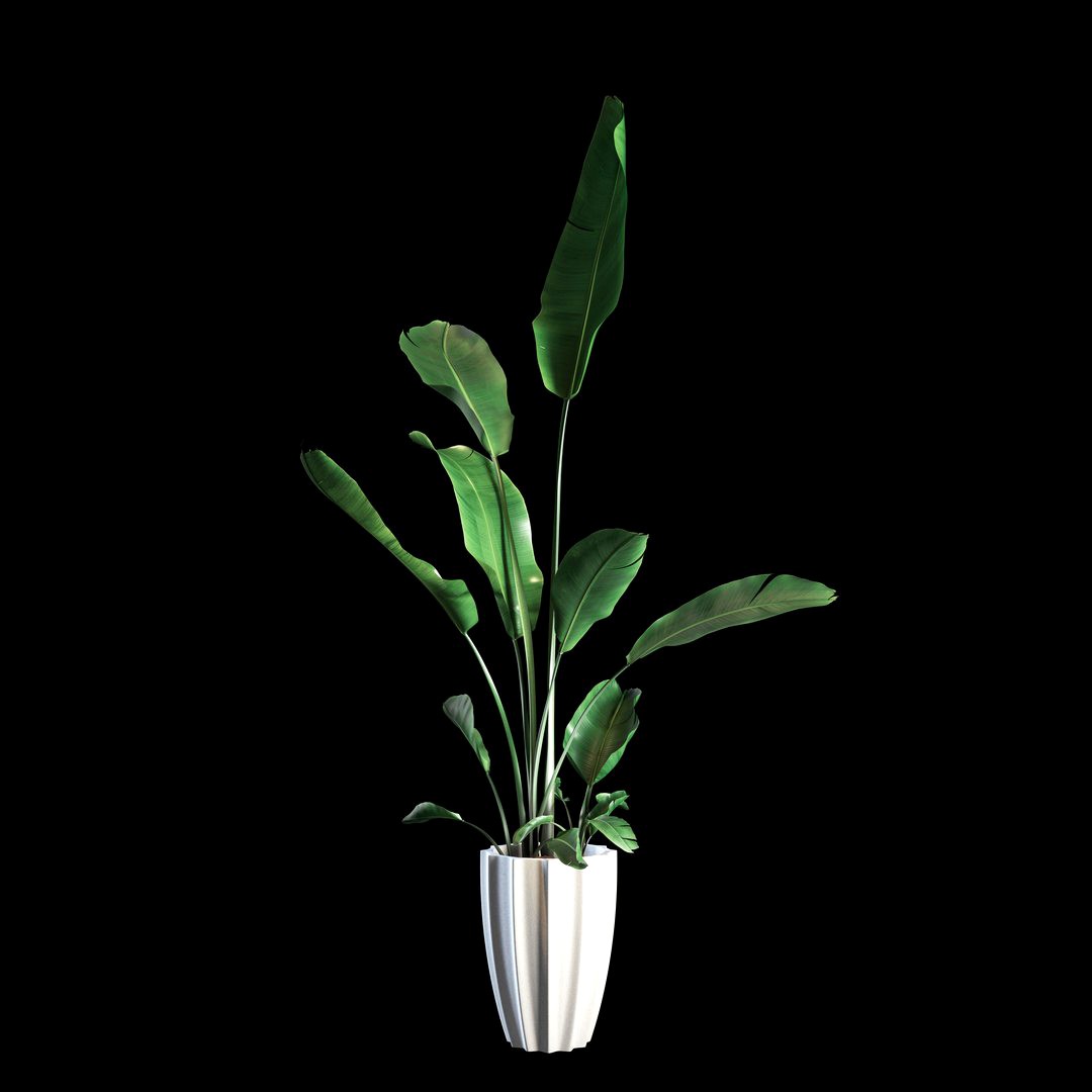 Indoor Plants Set 03