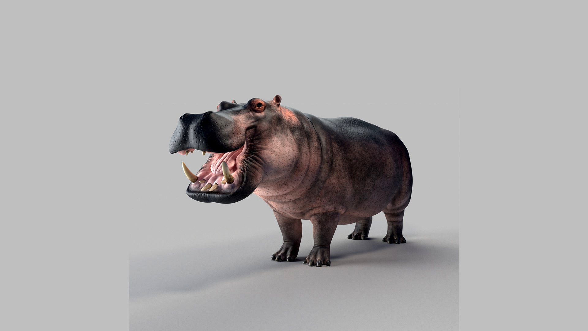 hippo