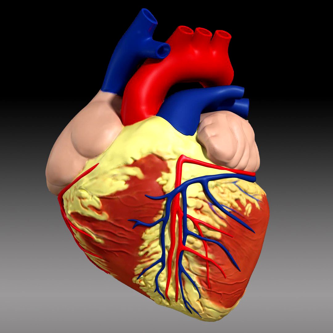 Human Heart closed
