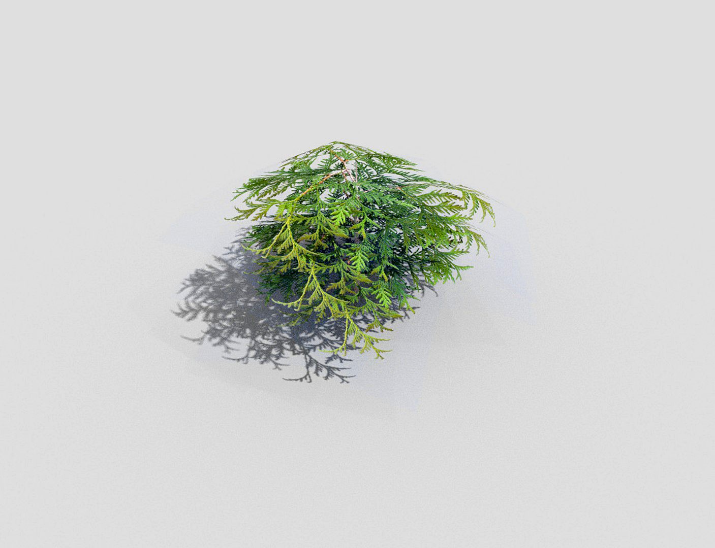 shrub