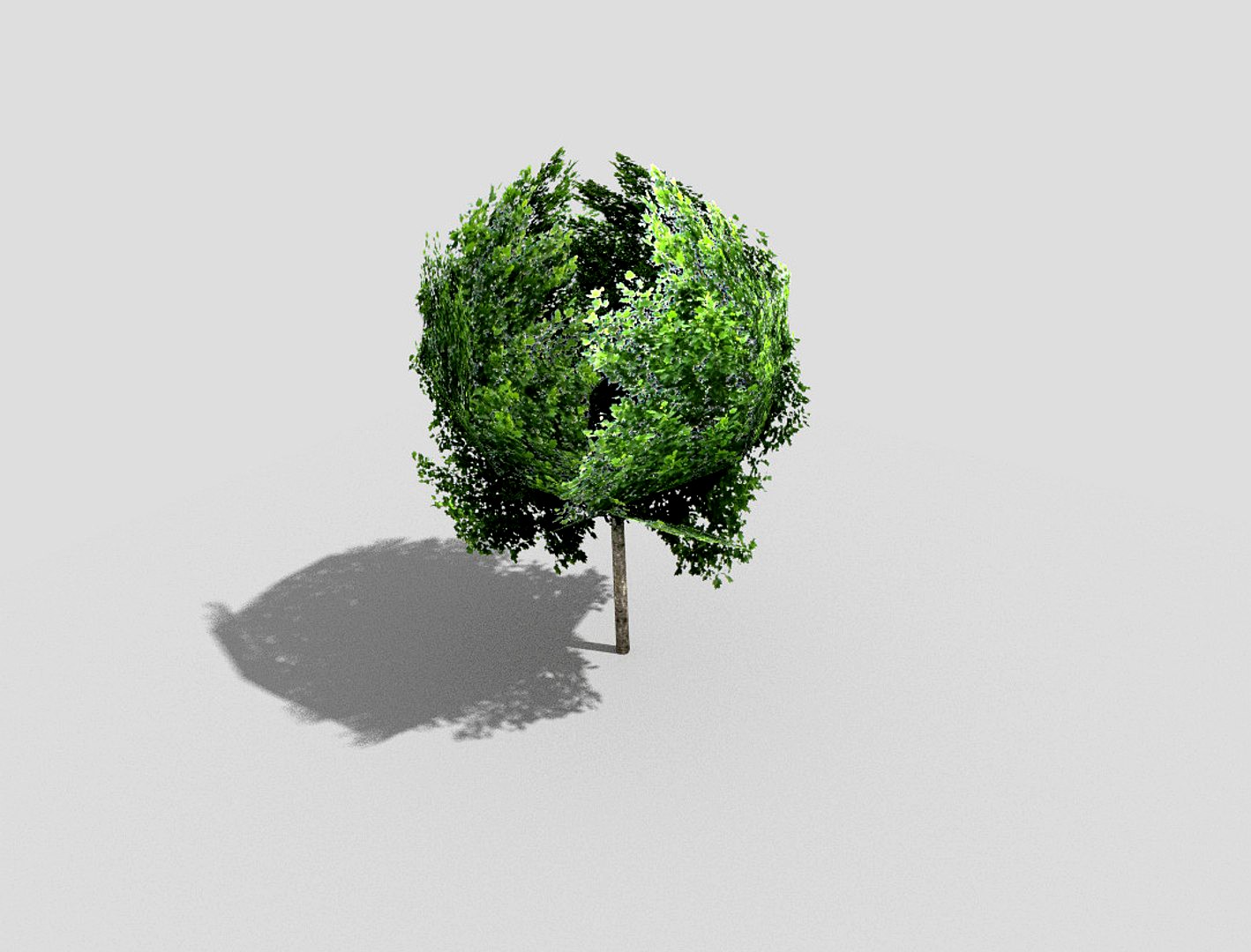 tree