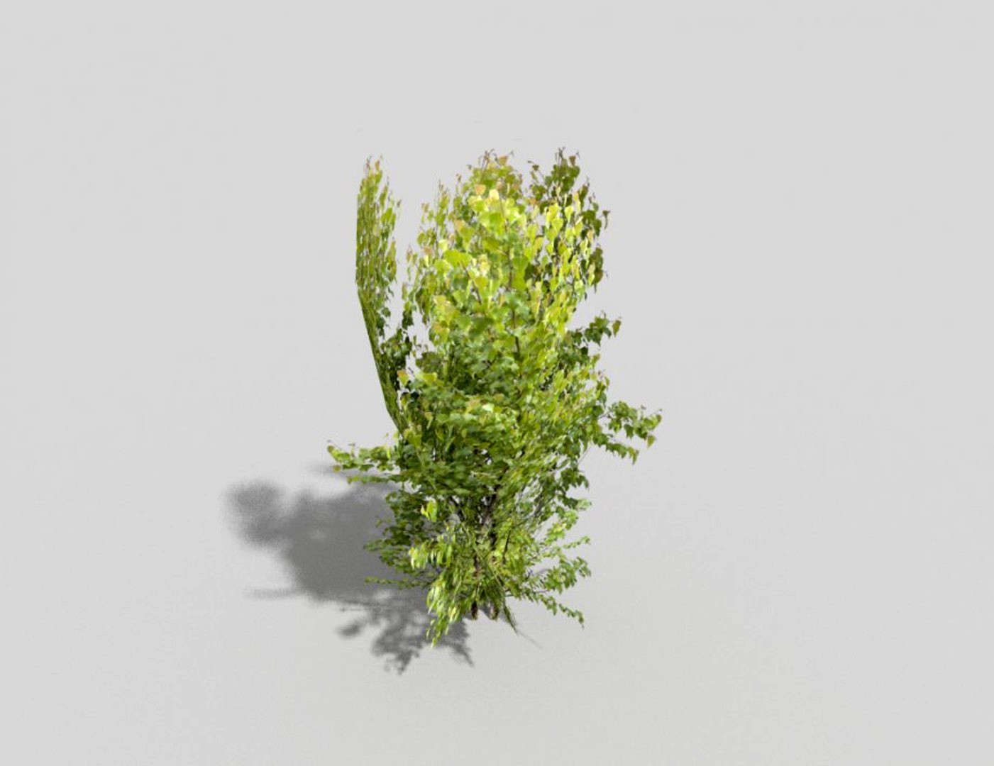 tree