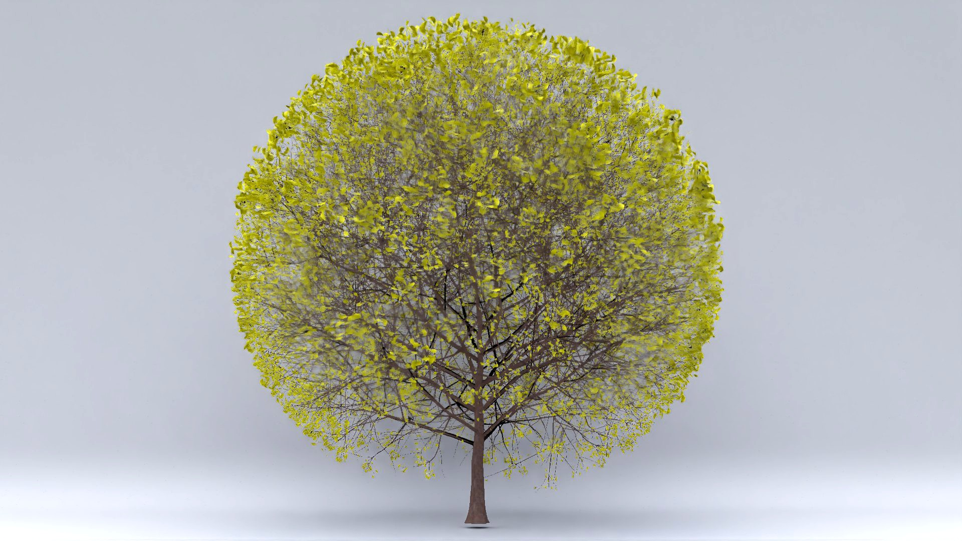 ginkgo summer hight poly