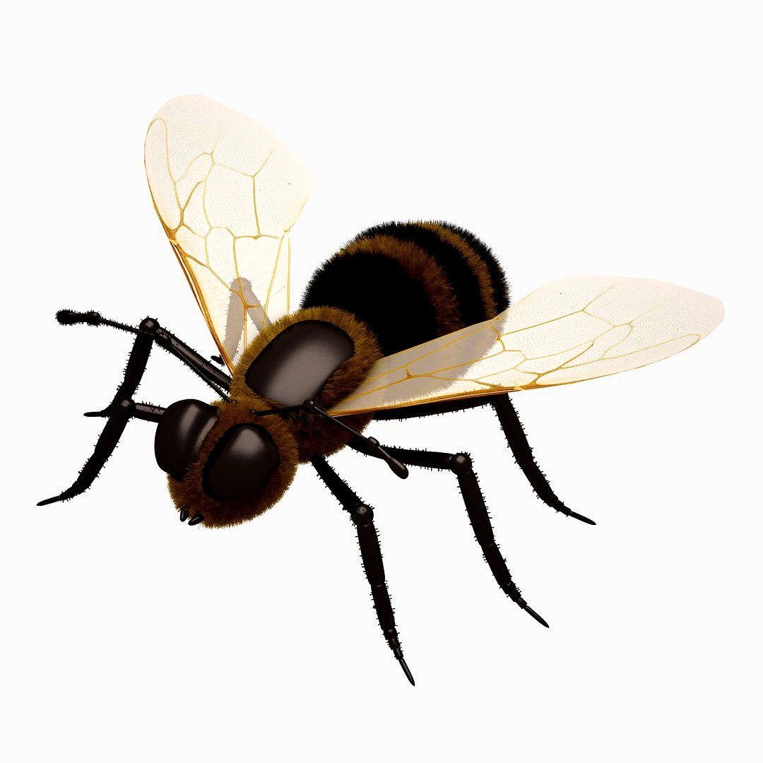 Honey Bee (Close)