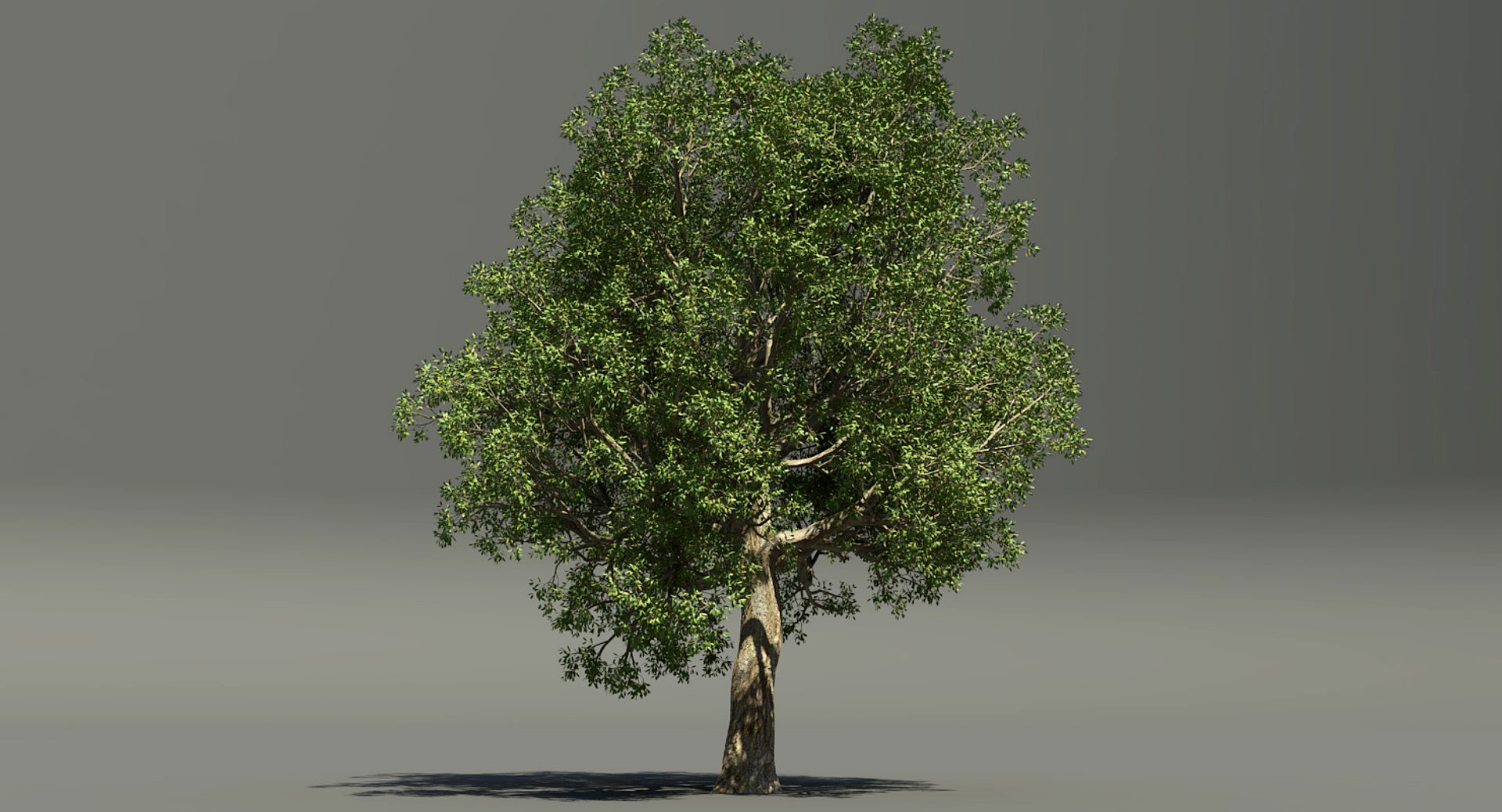 Deciduous Tree