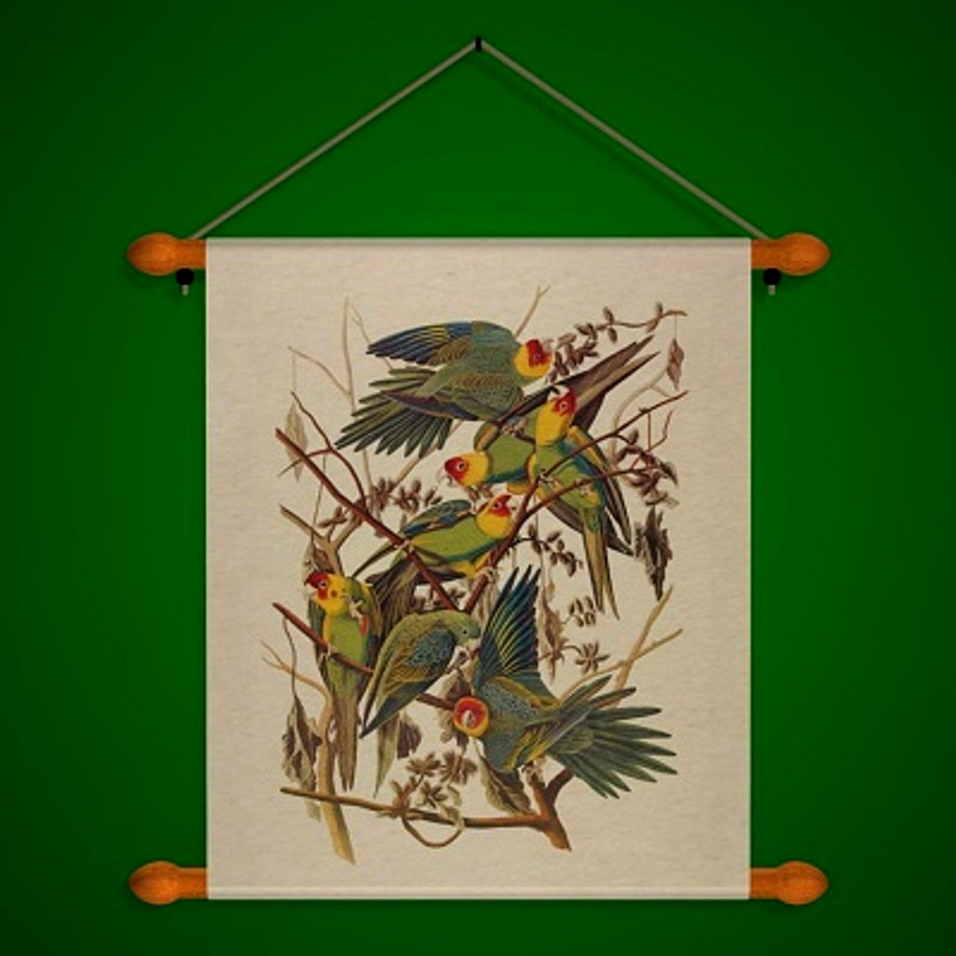FR Parrots