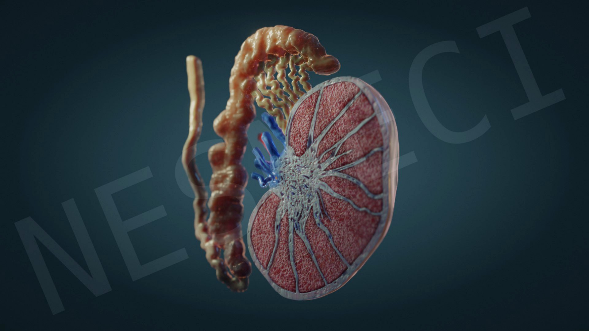 Testis Epididymis Cross-section (Blender Eevee Ready)
