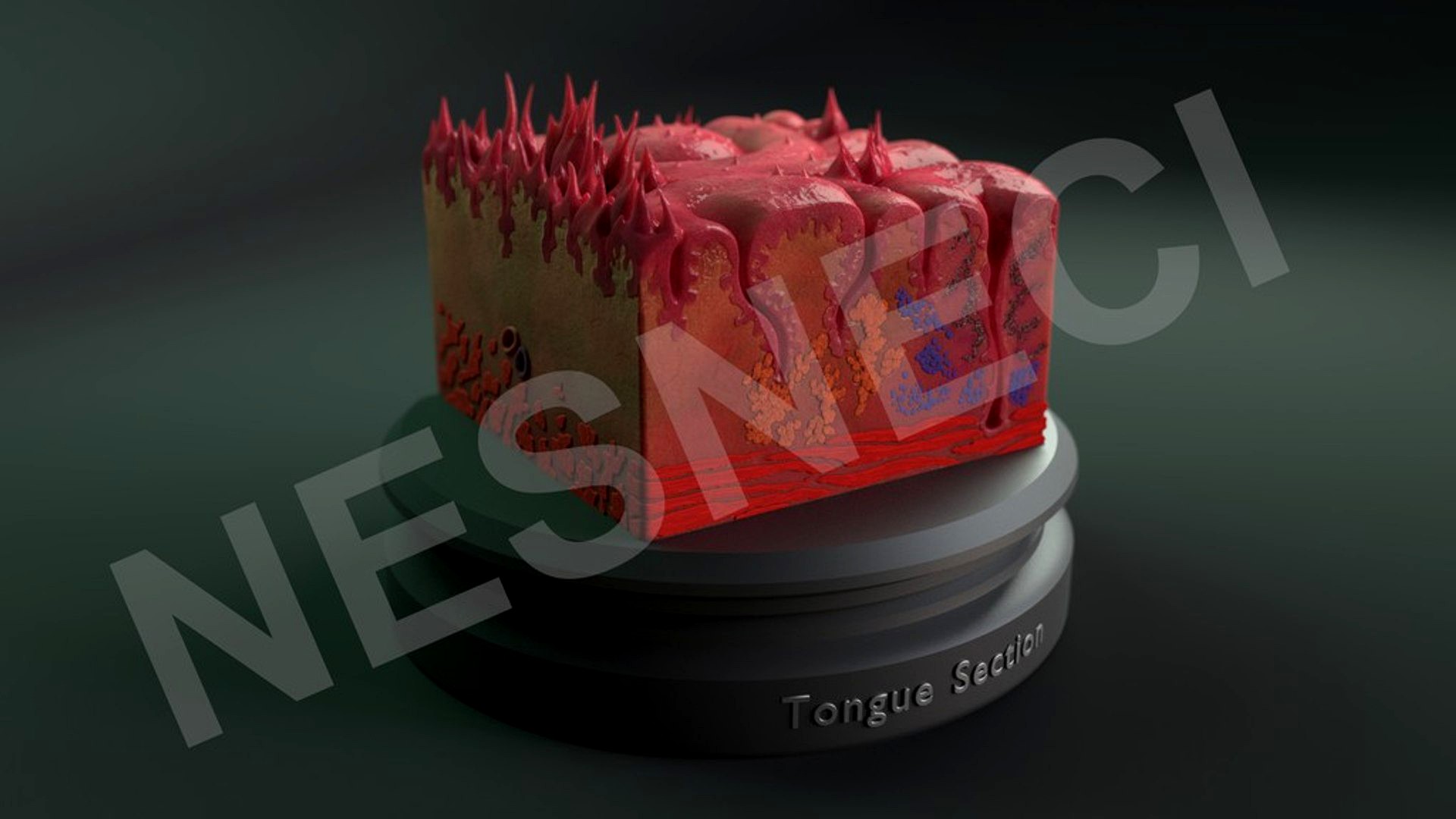 Tongue Cross Section
