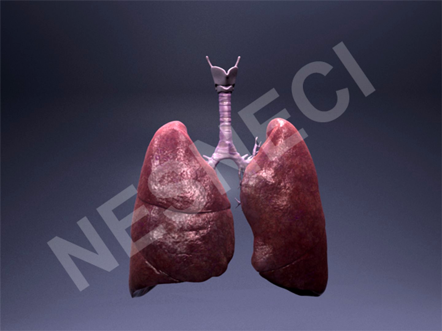 Highly Detailed Texture Lungs and Trachea