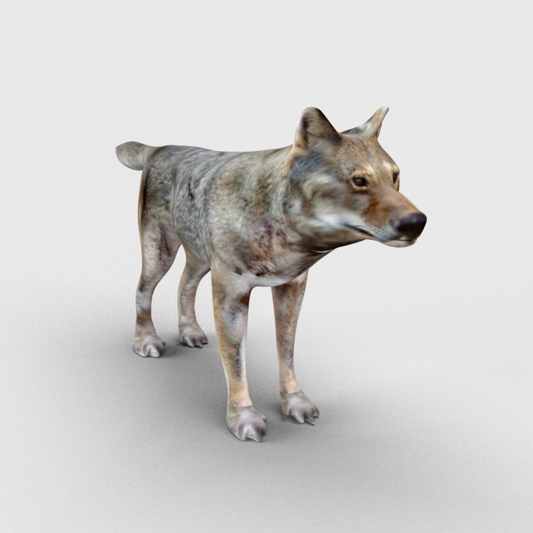 Wolf
