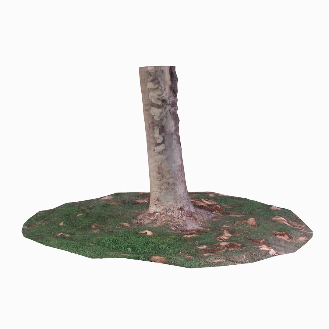 Tree Trunk