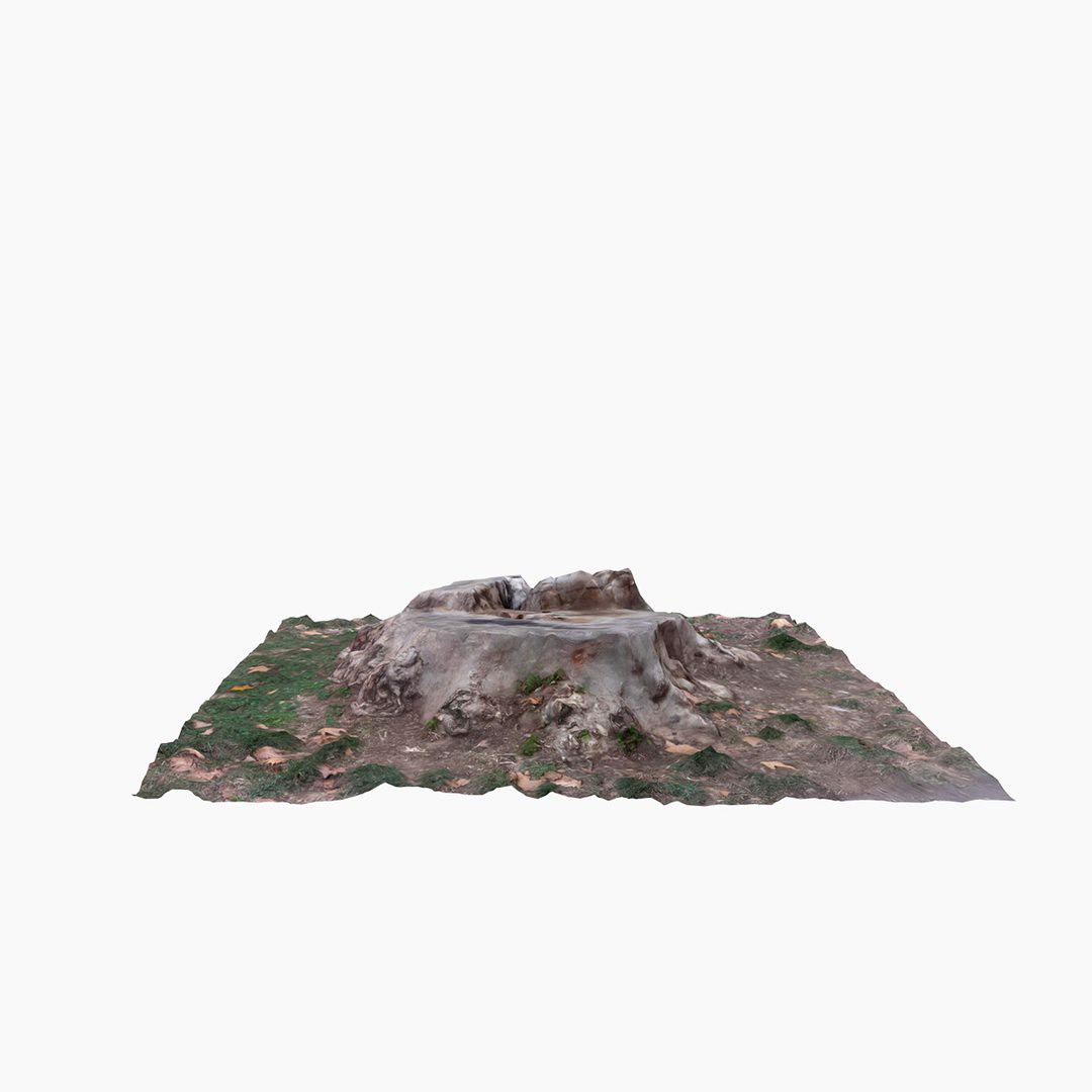 Tree Trunk