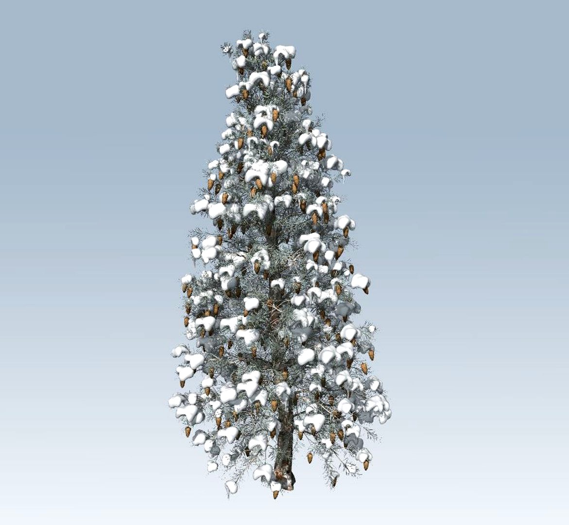 Spruce winter tree