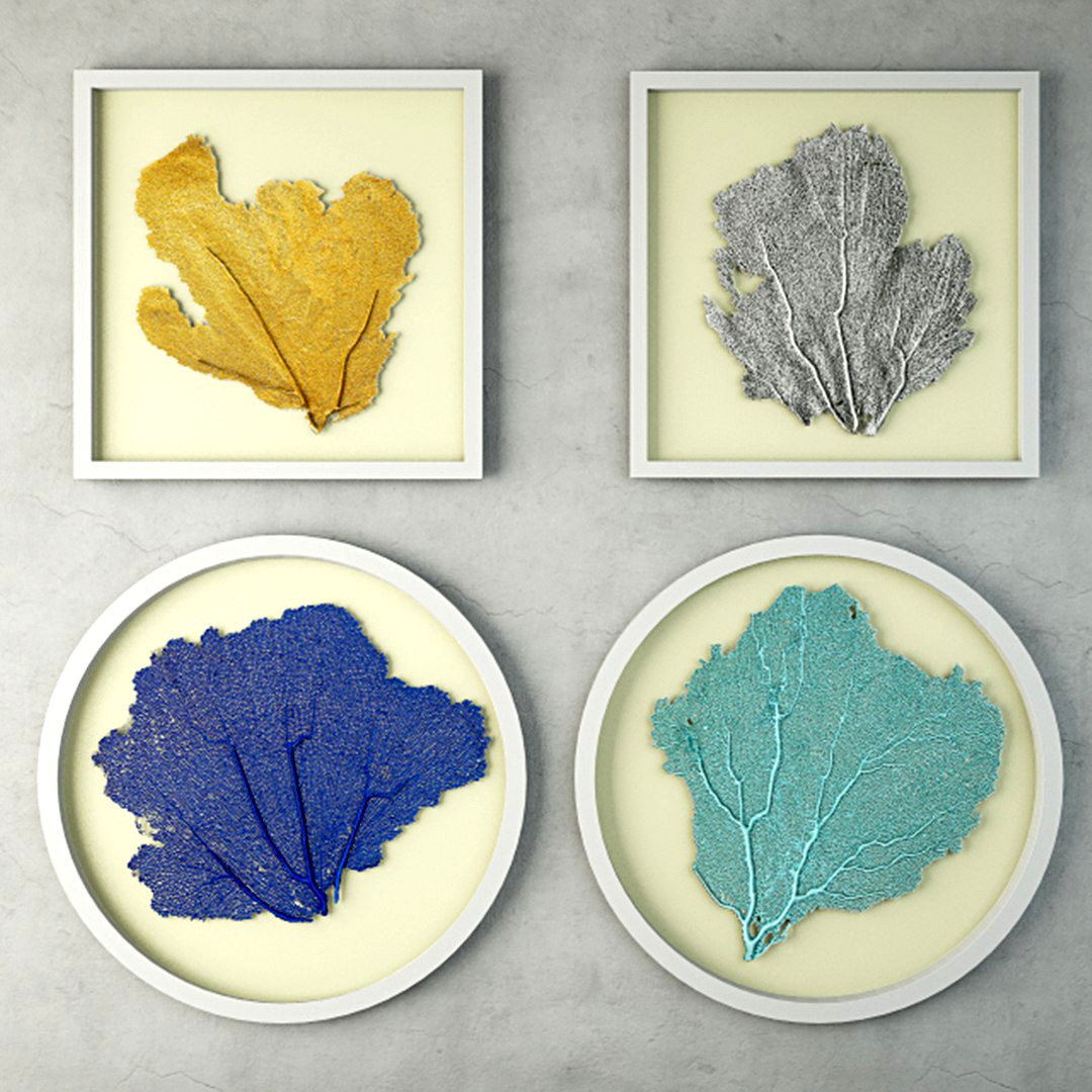 Sea Fans