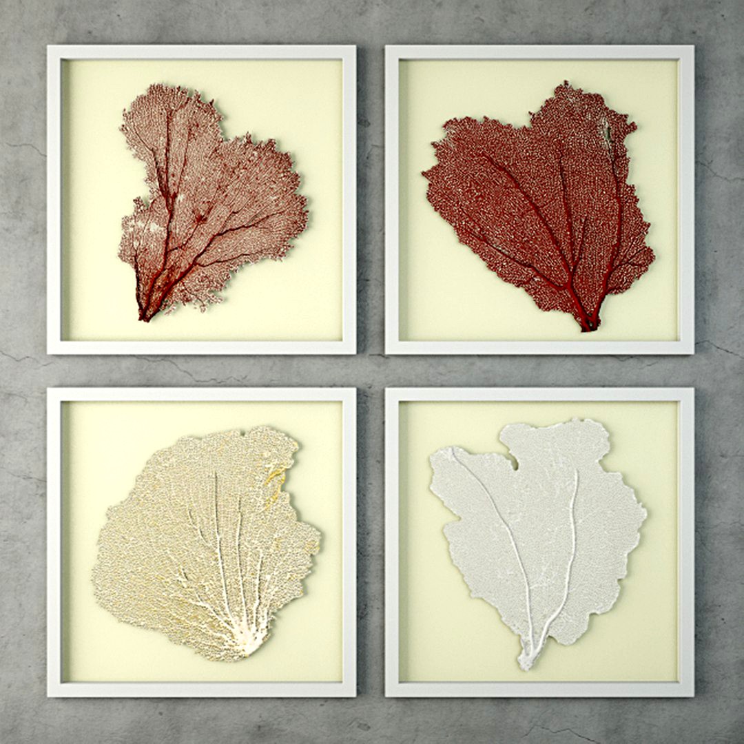 Sea Fans