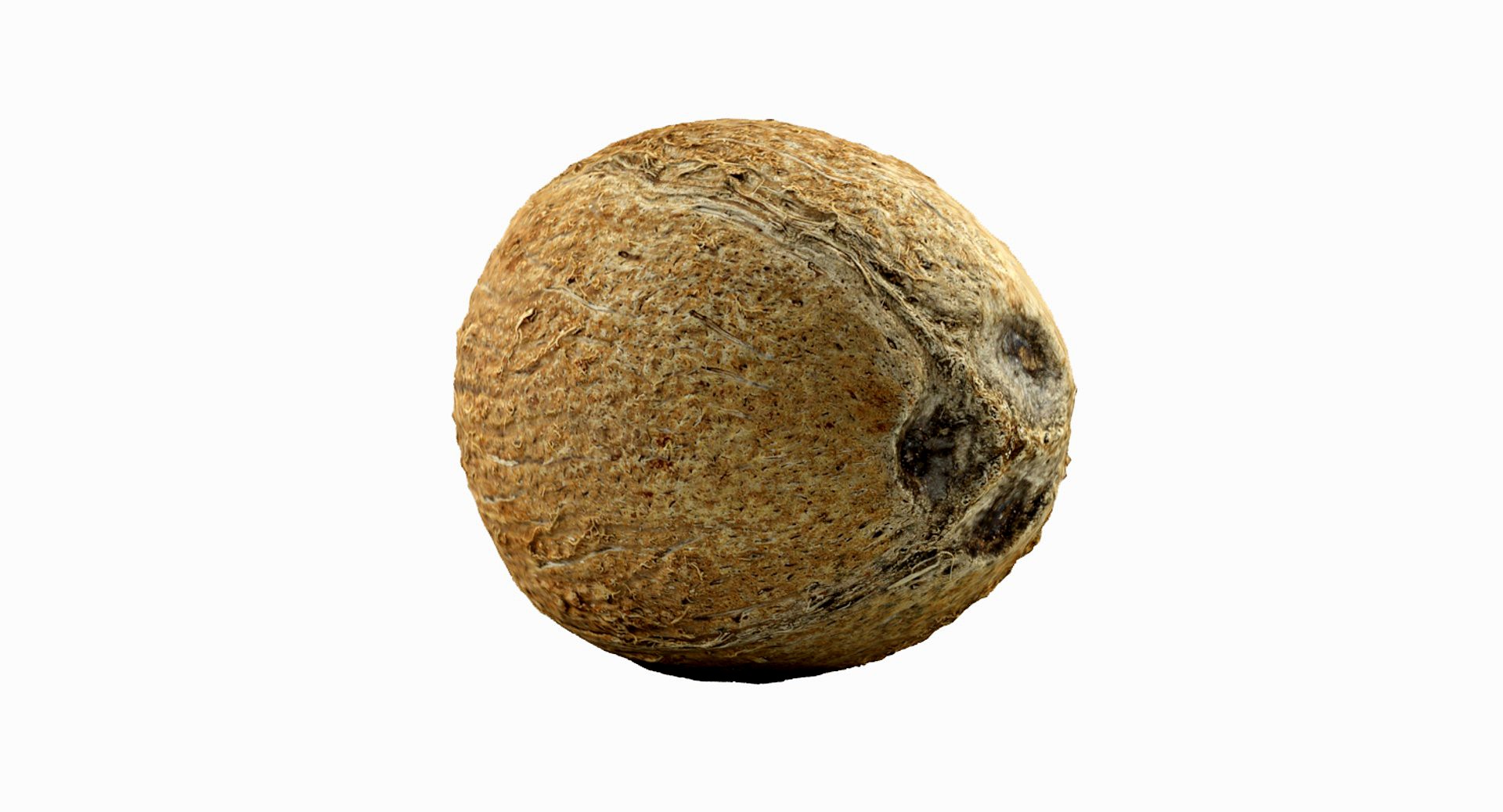 Coconut