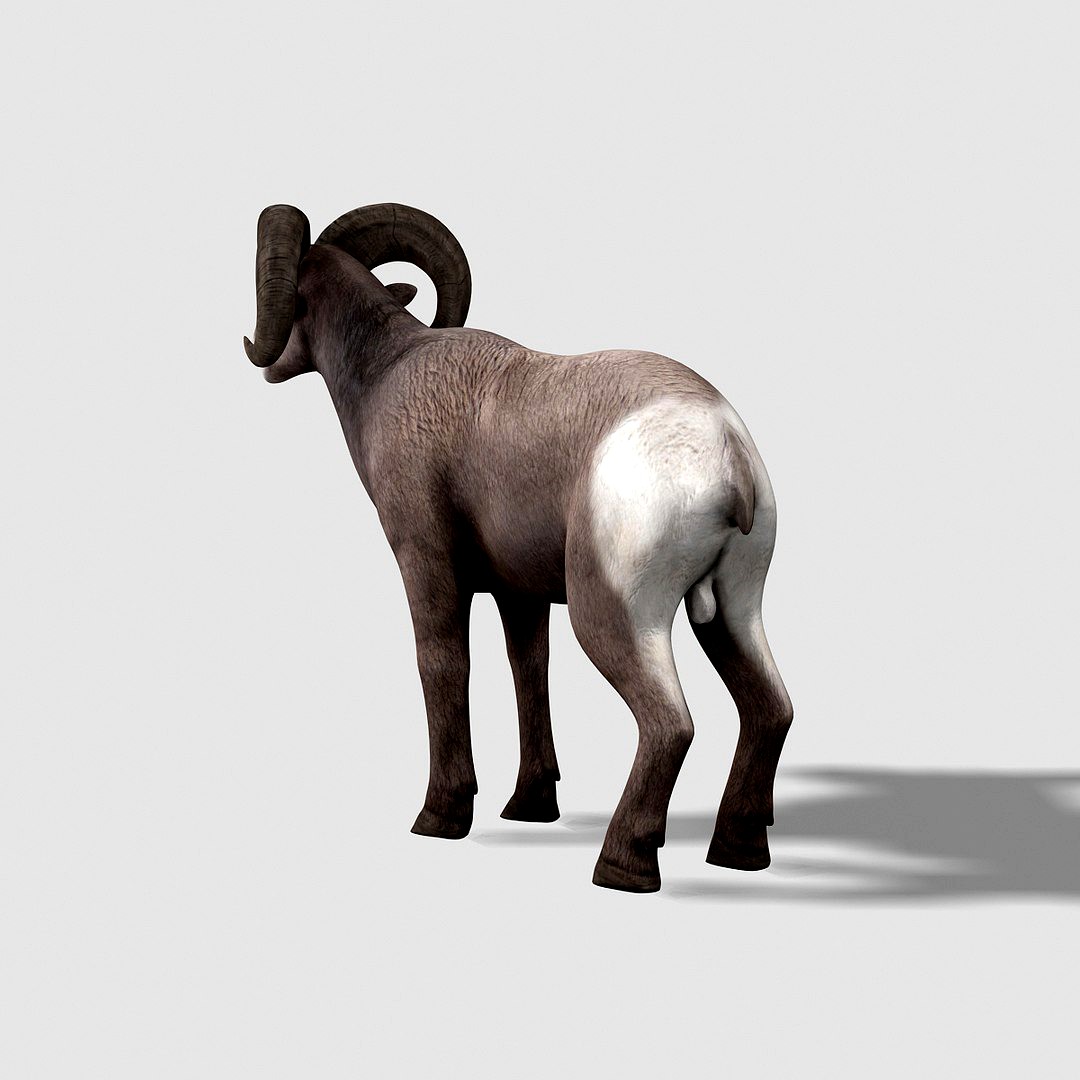 bighorn sheep