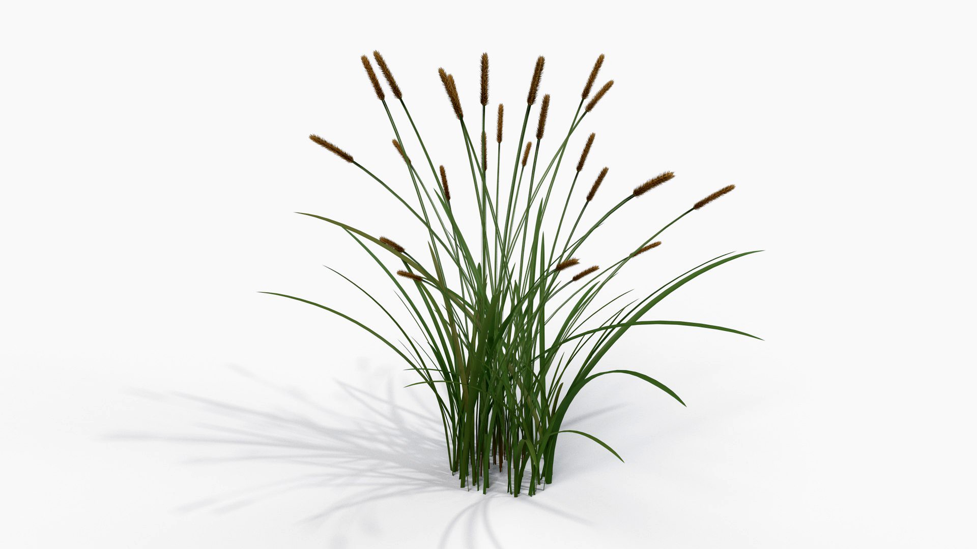 Feather Grass Reed 002 - PBR 4K
