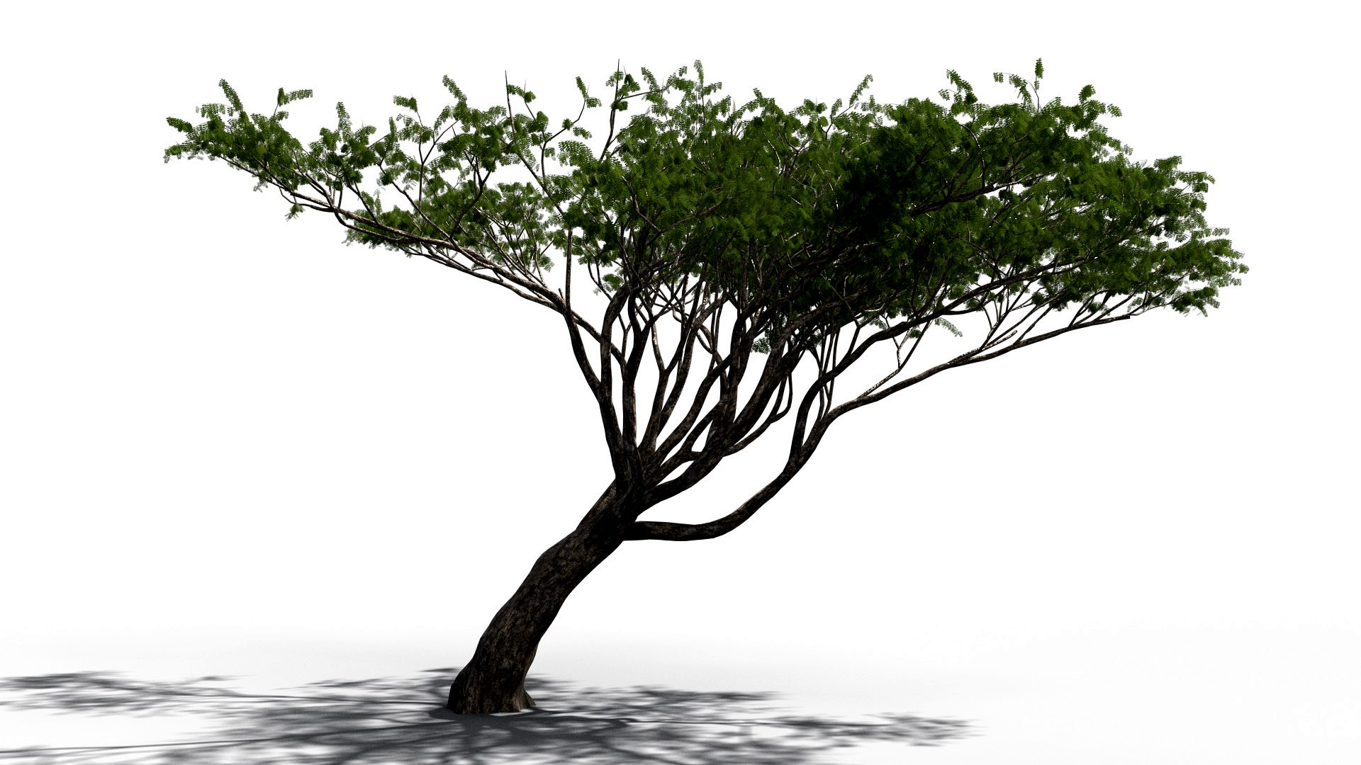 Tree 003 (African Acacia)