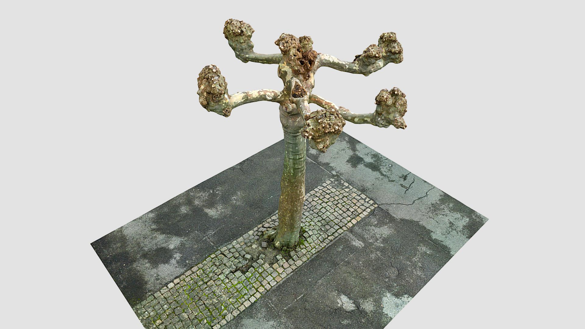 Tree Scan 8k scan 023