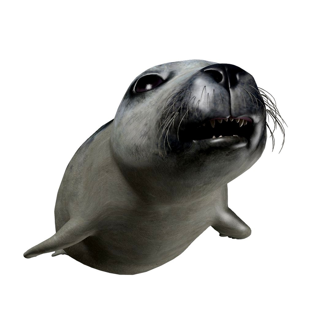 Arctic Seal