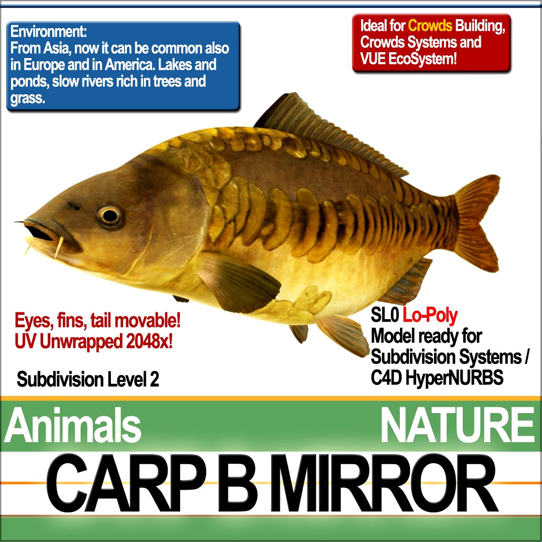Carp B Mirror