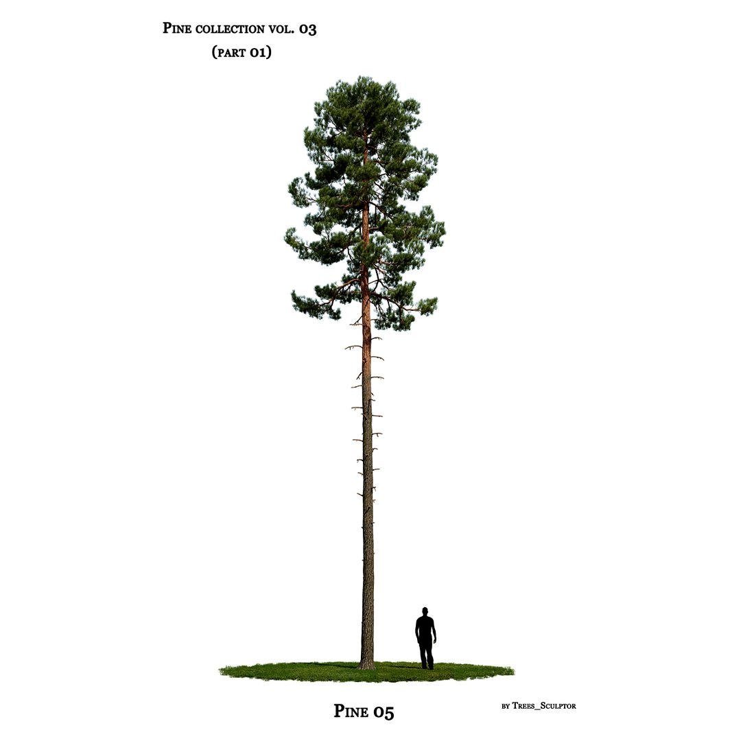 Pine tree_05