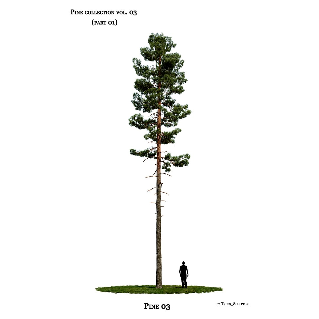 Pine tree_03