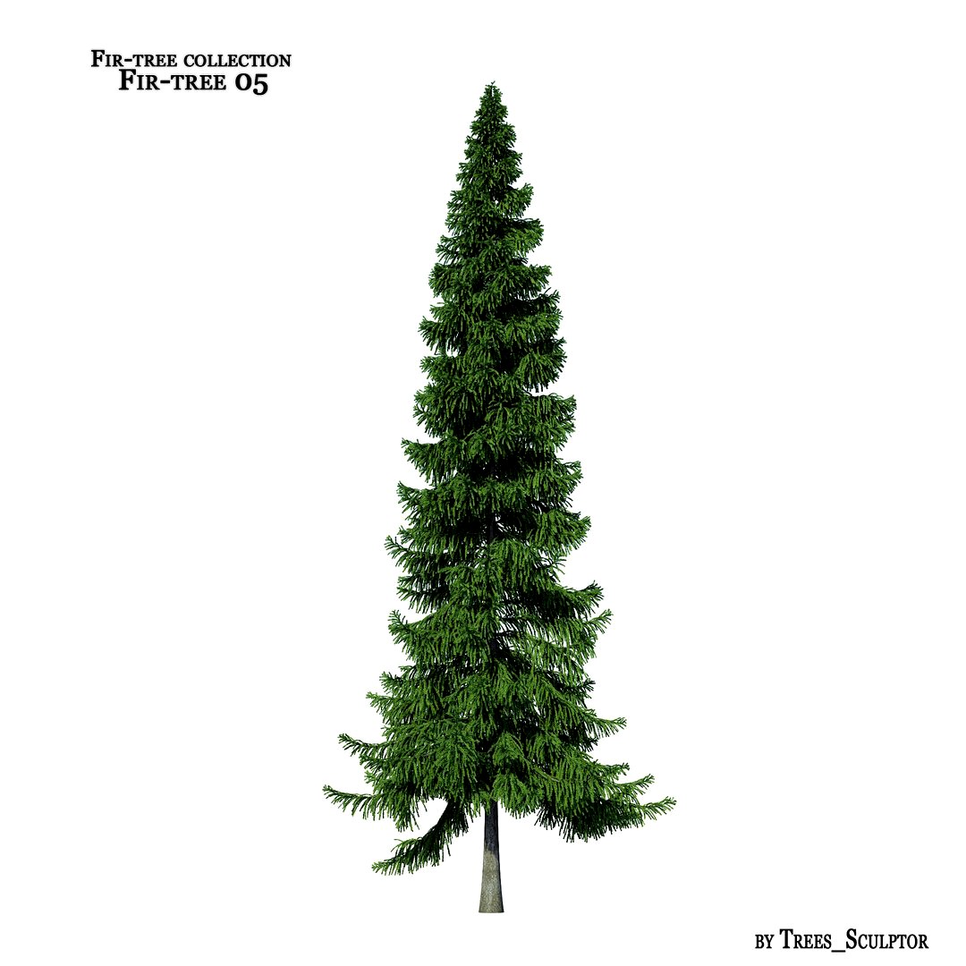 Fir-tree_05