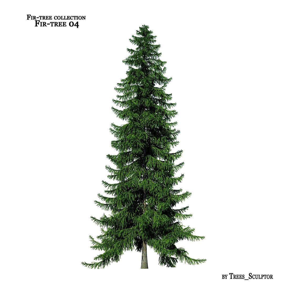 Fir-tree_04