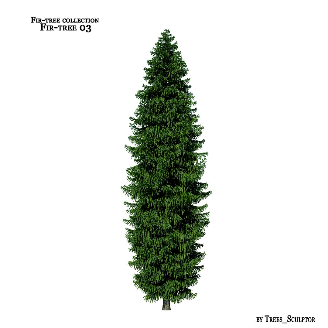 Fir-tree_03