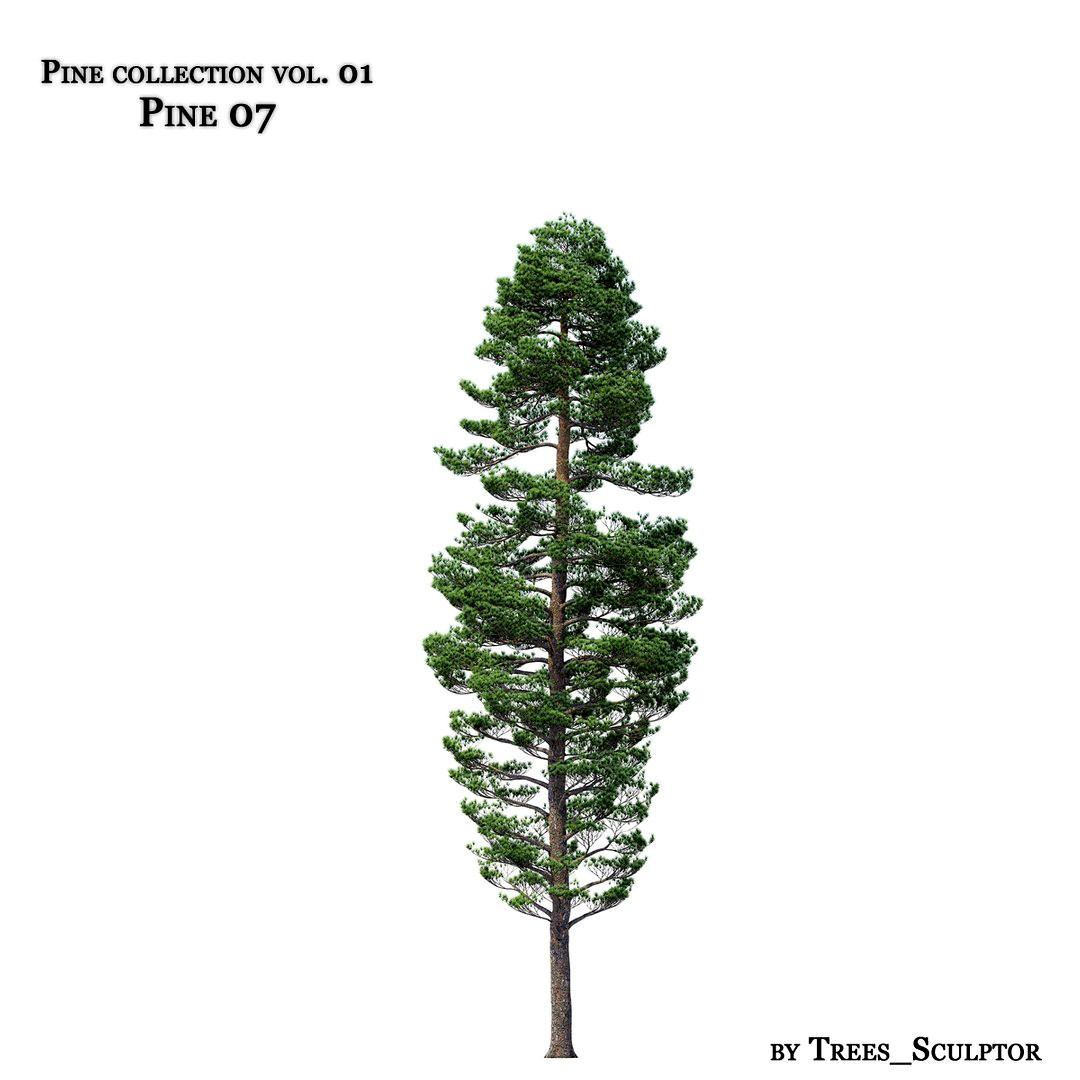 Pine-tree_07