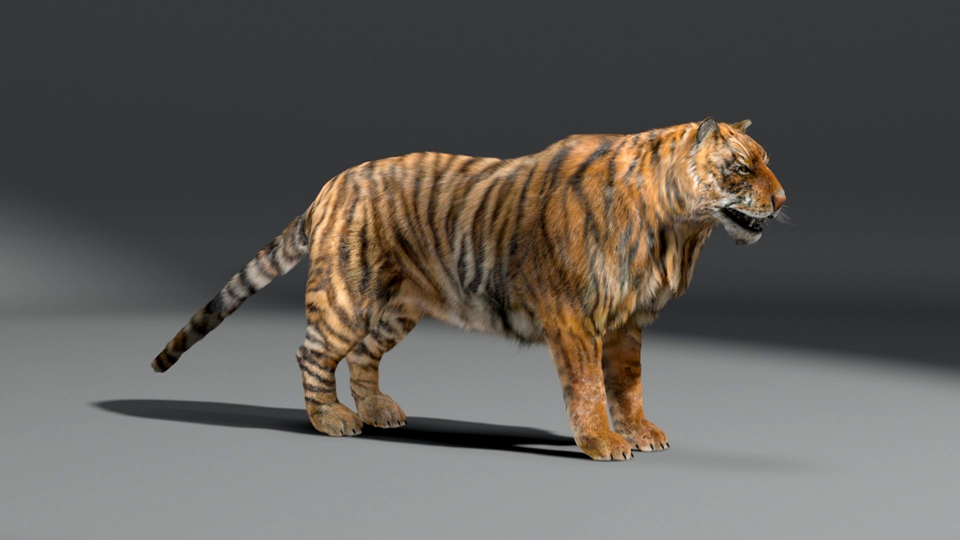 Tiger, fur, animated