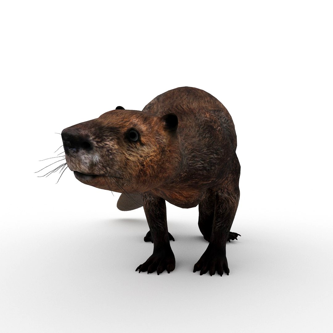 Beaver