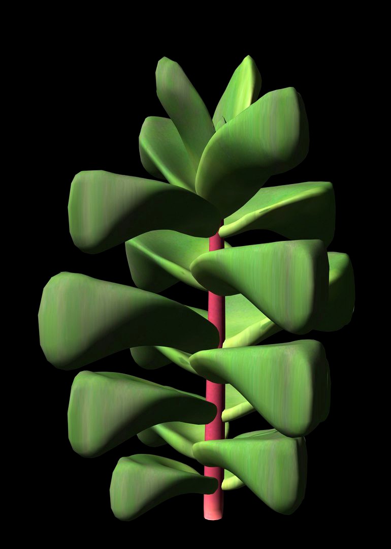 Crassula Cornuta maya