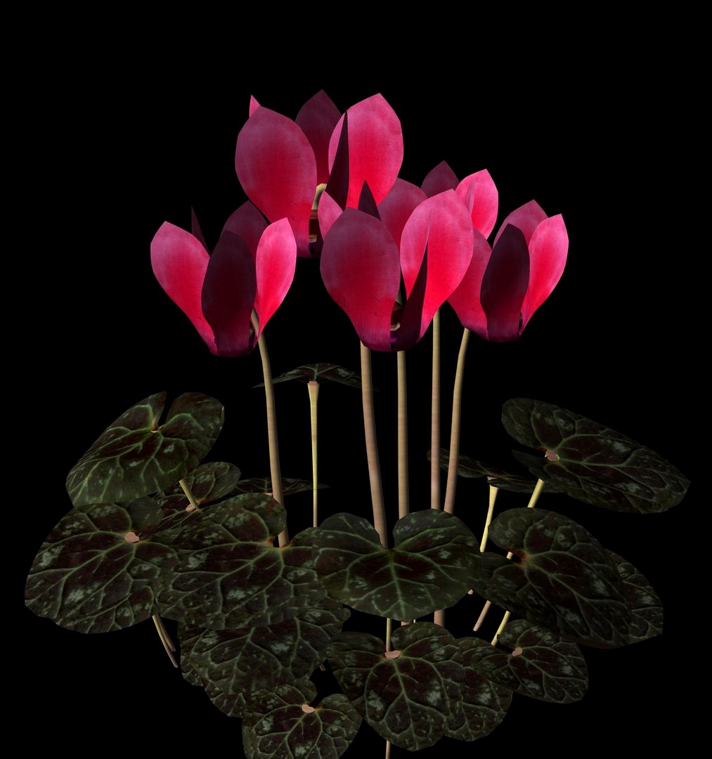 Cyclamen maya