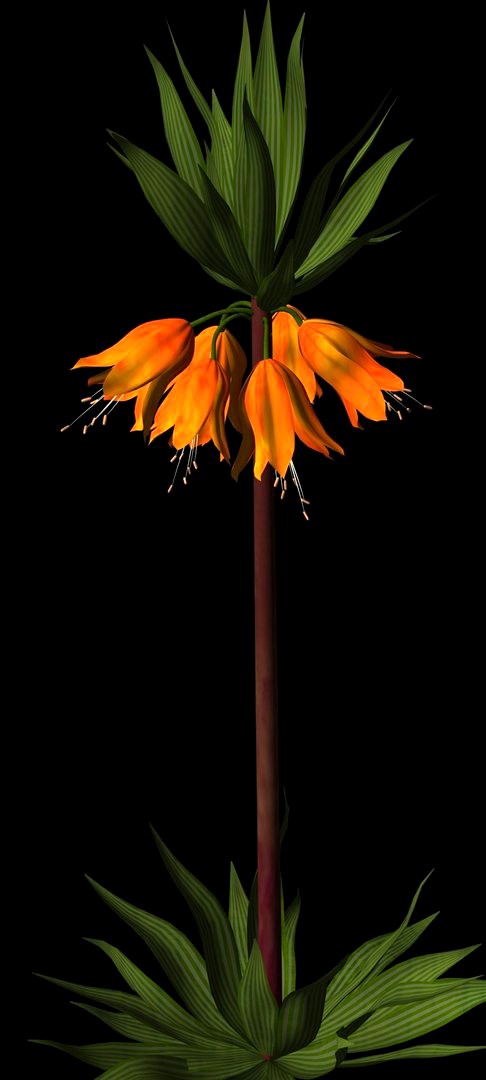 Crown Imperial Fritillaria.cob