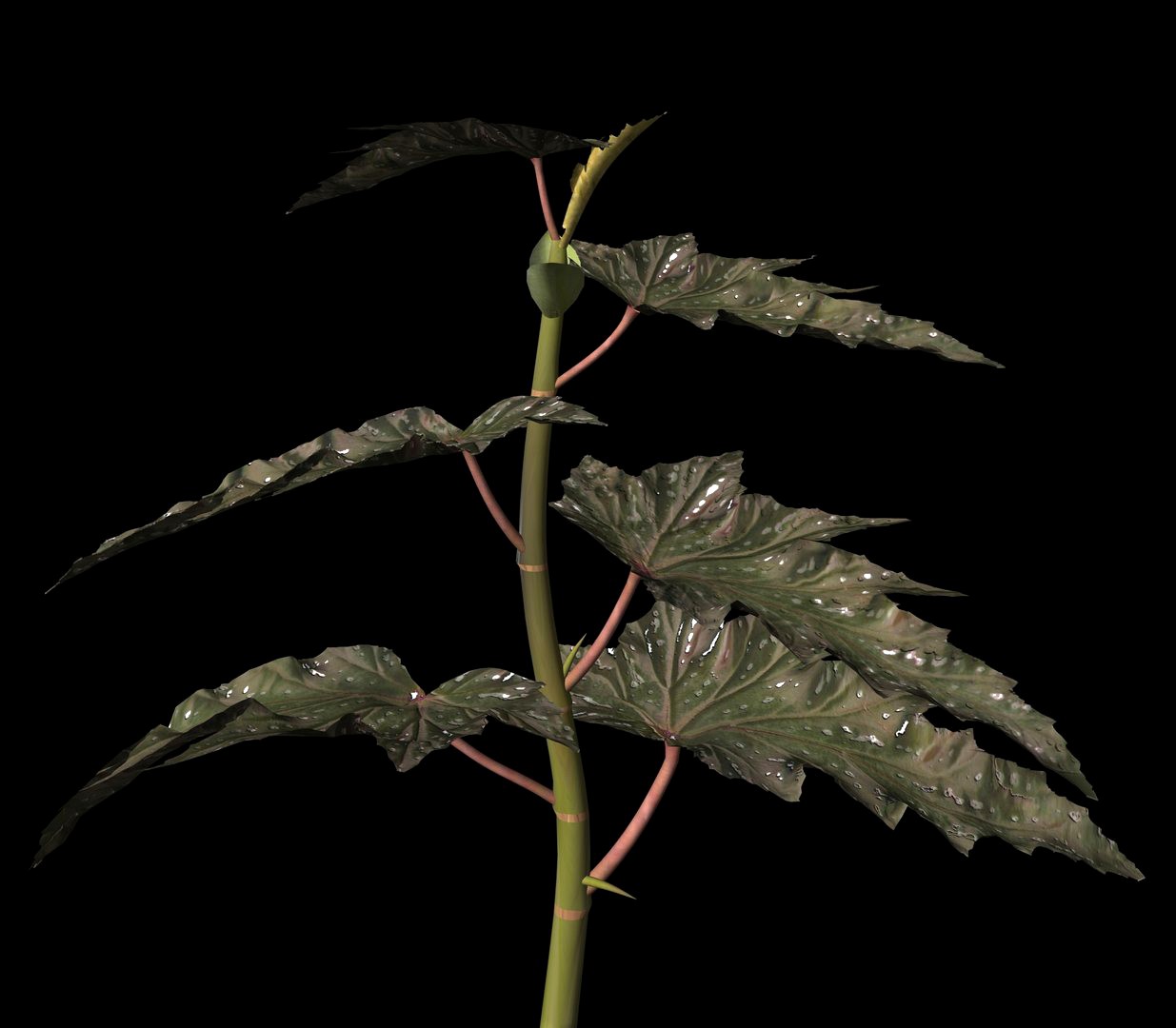Sawtooth Begonia.obj