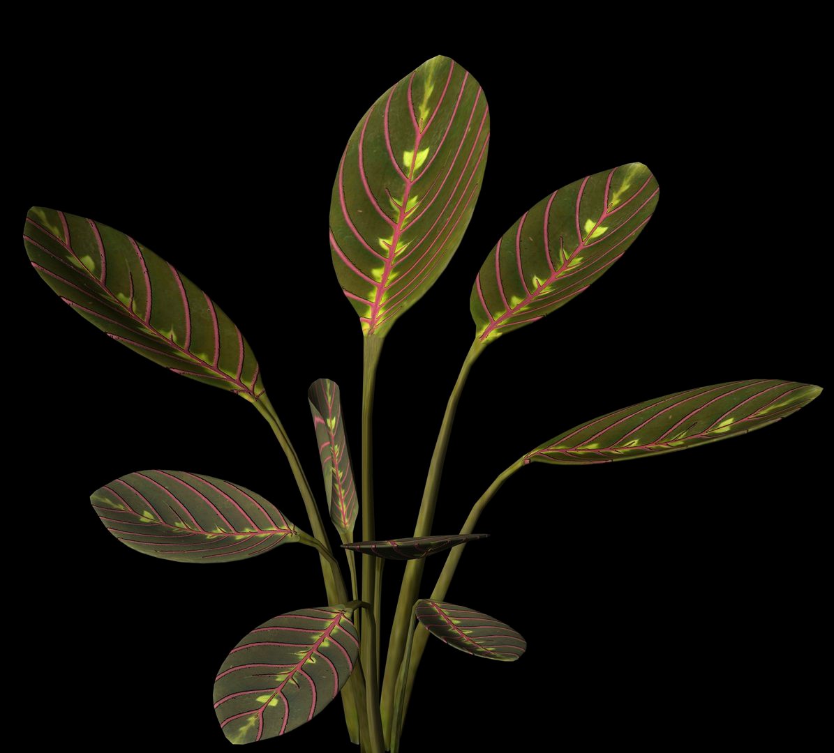 Prayer Plant.obp